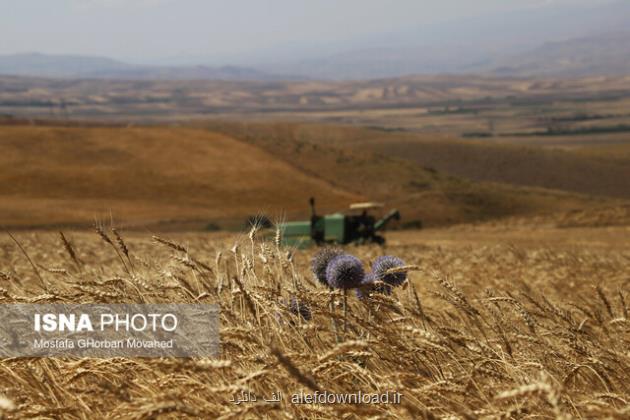 گندم ستون امنیت غذایی کشور